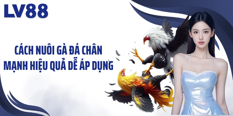Cách Nuôi Gà Đá Chân Mạnh LV88 – “Chiến Kê” Bền Sức 2 Cách nuôi gà đá chân mạnh hiệu quả dễ áp dụng