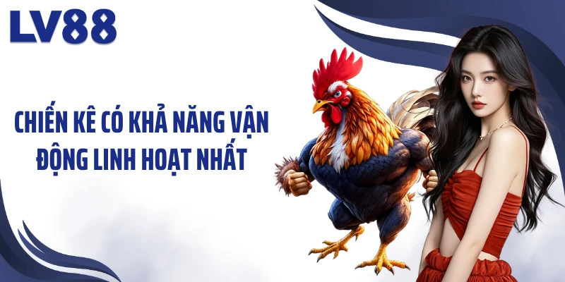 Cách Nuôi Gà Đá Chân Mạnh LV88 – “Chiến Kê” Bền Sức 3 Chiến kê có khả năng vận động linh hoạt nhất