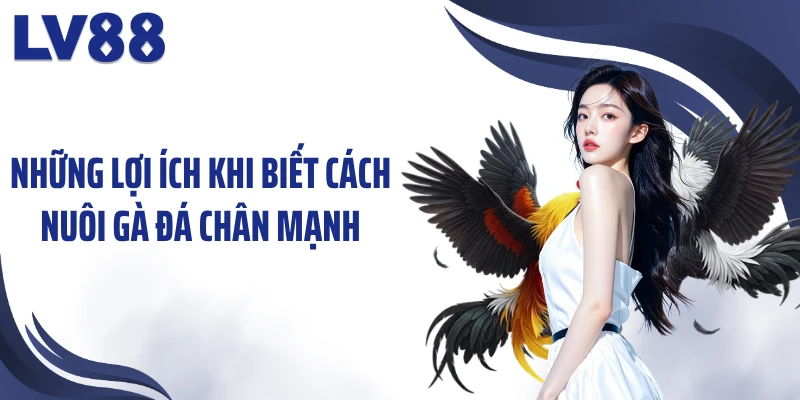 Cách Nuôi Gà Đá Chân Mạnh LV88 – “Chiến Kê” Bền Sức 1 Những lợi ích khi biết cách nuôi gà đá chân mạnh