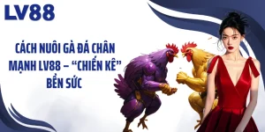 Cách Nuôi Gà Đá Chân Mạnh LV88 – “Chiến Kê” Bền Sức 